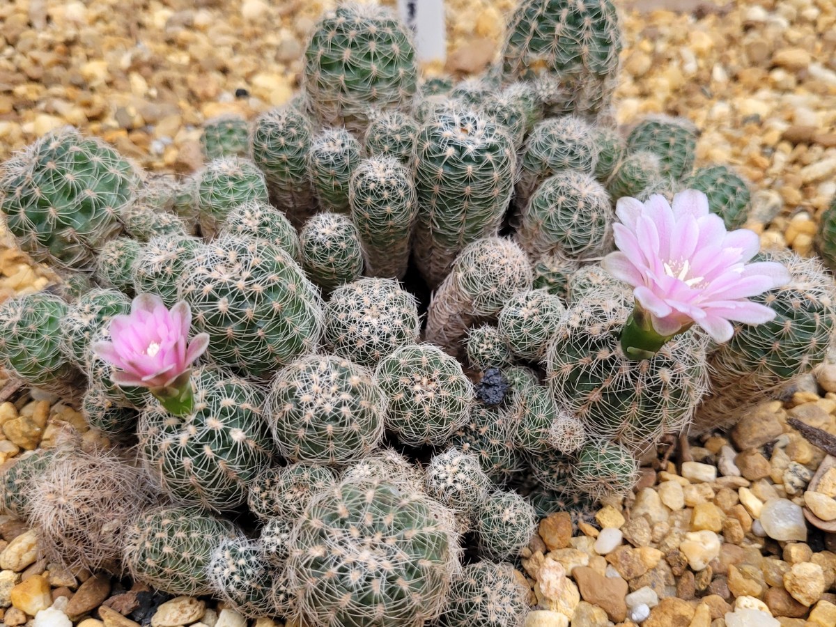 A Walk Into&nbsp;Wildlife