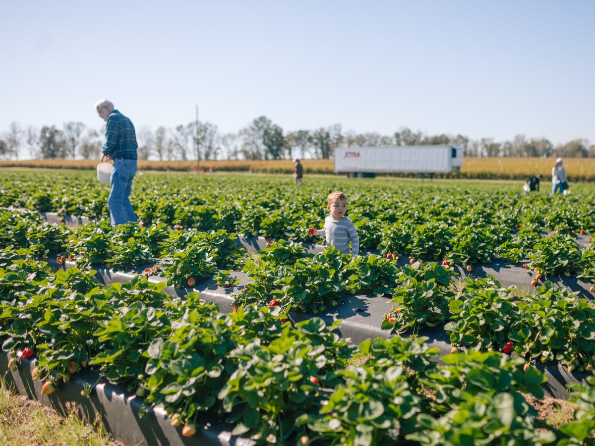Farm-Fresh Fruit and Family&nbsp;Fun